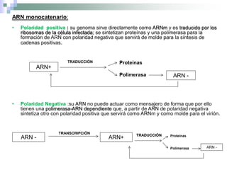 ARN monocatenario:
• Polaridad positiva : su genoma sirve directamente como ARNm y es traducido por los
ribosomas de la célula infectada; se sintetizan proteínas y una polimerasa para la
formación de ARN con polaridad negativa que servirá de molde para la síntesis de
cadenas positivas.
• Polaridad Negativa :su ARN no puede actuar como mensajero de forma que por ello
tienen una polimerasa-ARN dependiente que, a partir de ARN de polaridad negativa
sintetiza otro con polaridad positiva que servirá como ARNm y como molde para el virión.
ARN+
Proteínas
Polimerasa ARN -
ARN - ARN+ Proteínas
Polimerasa ARN -
TRADUCCIÓN
TRADUCCIÓN
TRANSCRIPCIÓN
 