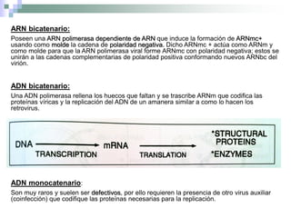 ARN bicatenario:
Poseen una ARN polimerasa dependiente de ARN que induce la formación de ARNmc+
usando como molde la cadena de polaridad negativa. Dicho ARNmc + actúa como ARNm y
como molde para que la ARN polimerasa viral forme ARNmc con polaridad negativa; estos se
unirán a las cadenas complementarias de polaridad positiva conformando nuevos ARNbc del
virión.
ADN bicatenario:
Una ADN polimerasa rellena los huecos que faltan y se trascribe ARNm que codifica las
proteínas víricas y la replicación del ADN de un amanera similar a como lo hacen los
retrovirus.
ADN monocatenario:
Son muy raros y suelen ser defectivos, por ello requieren la presencia de otro virus auxiliar
(coinfección) que codifique las proteínas necesarias para la replicación.
 
