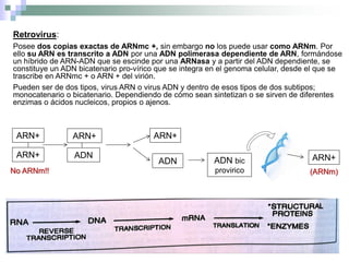 Retrovirus:
Posee dos copias exactas de ARNmc +, sin embargo no los puede usar como ARNm. Por
ello su ARN es transcrito a ADN por una ADN polimerasa dependiente de ARN, formándose
un híbrido de ARN-ADN que se escinde por una ARNasa y a partir del ADN dependiente, se
constituye un ADN bicatenario pro-vírico que se integra en el genoma celular, desde el que se
trascribe en ARNmc + o ARN + del virión.
Pueden ser de dos tipos, virus ARN o virus ADN y dentro de esos tipos de dos subtipos;
monocatenario o bicatenario. Dependiendo de cómo sean sintetizan o se sirven de diferentes
enzimas o ácidos nucleicos, propios o ajenos.
ARN+
ARN+
ARN+
ADN
ADN
ARN+
ADN bic
provirico
ARN+
No ARNm!! (ARNm)
 
