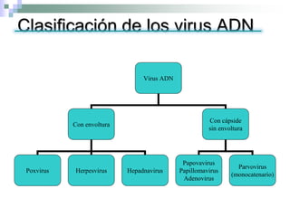 Clasificación de los virus ADN
Virus ADN
Con envoltura
Con cápside
sin envoltura
Poxvirus Herpesvirus Hepadnavirus
Papovavirus
Papillomavirus
Adenovirus
Parvovirus
(monocatenario)
 