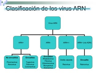Clasificación de los virus ARN
Virus ARN
ARN+ ARN- ARN+/- ARN+ (vía ADN)
No envueltos
Picornavirus
Norovirus
Envueltos
Togavirus
Flavivirus
Coronavirus
Envueltos
Rhabdovirus
Filovirus
Ortomixovirus
Bunyavirus
Arenavirus
Doble cápside
Reovirus
Envuelto
Retrovirus
 
