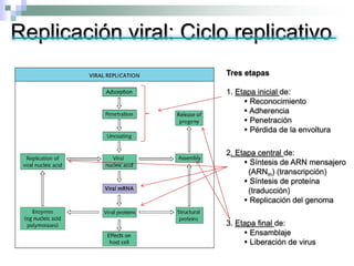 Replicación viral: Ciclo replicativo
Tres etapas
1. Etapa inicial de:
 Reconocimiento
 Adherencia
 Penetración
 Pérdida de la envoltura
2. Etapa central de:
 Síntesis de ARN mensajero
(ARNm) (transcripción)
 Síntesis de proteína
(traducción)
 Replicación del genoma
3. Etapa final de:
 Ensamblaje
 Liberación de virus
 