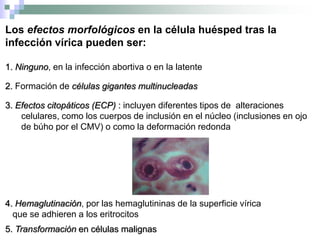 Los efectos morfológicos en la célula huésped tras la
infección vírica pueden ser:
1. Ninguno, en la infección abortiva o en la latente
2. Formación de células gigantes multinucleadas
3. Efectos citopáticos (ECP) : incluyen diferentes tipos de alteraciones
celulares, como los cuerpos de inclusión en el núcleo (inclusiones en ojo
de búho por el CMV) o como la deformación redonda
4. Hemaglutinación, por las hemaglutininas de la superficie vírica
que se adhieren a los eritrocitos
5. Transformación en células malignas
 
