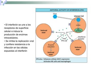 • El interferón se une a los
receptores de superficie
celular e induce la
producción de enzimas
intracelulares.
• Se inhibe la replicación viral
y confiere resistencia a la
infección en las células
expuestas al interferón
 