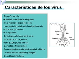 • Pequeño tamaño
• Parásitos intracelulares obligados
• Para replicarse dependen de la
maquinaria bioquímica de la célula infectada
• Estructura geométrica
• Sin orgánulos
• Sintetizan proteínas a partir de la
información en su genoma
• ARN o ADN (nunca ambos)
• Envueltos o No envueltos
• Son resistentes a tratamientos antimicrobianos
usados frente a bacterias y hongos
• Sensibles al interferón
e
Características de los virus
 
