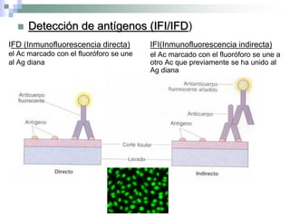 IFD (Inmunofluorescencia directa)
el Ac marcado con el fluoróforo se une
al Ag diana
IFI(Inmunofluorescencia indirecta)
el Ac marcado con el fluoróforo se une a
otro Ac que previamente se ha unido al
Ag diana
 Detección de antígenos (IFI/IFD)
 