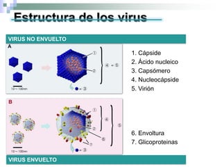Estructura de los virus
VIRUS NO ENVUELTO
VIRUS ENVUELTO
1. Cápside
2. Ácido nucleico
3. Capsómero
4. Nucleocápside
5. Virión
6. Envoltura
7. Glicoproteinas
 