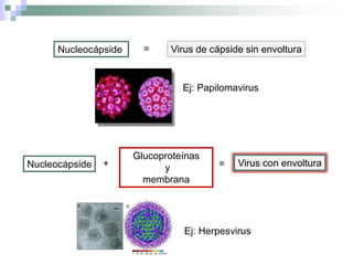 Nucleocápside Virus de cápside sin envoltura=
Nucleocápside
Glucoproteínas
y
membrana
Virus con envoltura+ =
Ej: Papilomavirus
Ej: Herpesvirus
 