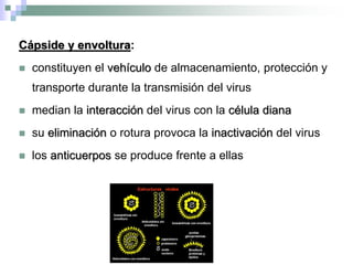 Cápside y envoltura:
 constituyen el vehículo de almacenamiento, protección y
transporte durante la transmisión del virus
 median la interacción del virus con la célula diana
 su eliminación o rotura provoca la inactivación del virus
 los anticuerpos se produce frente a ellas
 