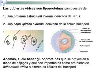 Las cubiertas víricas son lipoproteínas compuestas de:
1. Una proteína estructural interna, derivada del virus
2. Una capa lipídica externa, derivada de la célula huésped
Además, suele haber glucoproteínas que se proyectan a
modo de espigas y que son importantes como proteínas de
adherencia vírica a diferentes células del huésped
 