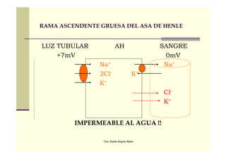 FISIOLOGÍA RENAL - Función Tubular | PDF