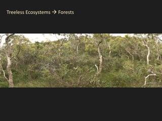 Treeless Ecosystems  Forests
 