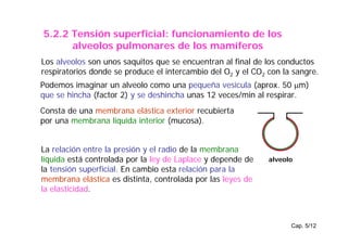 Cap. 5/12
5.2.2 Tensión superficial: funcionamiento de los
alveolos pulmonares de los mamíferos
Podemos imaginar un alveolo como una pequeña vesícula (aprox. 50 µm)
que se hincha (factor 2) y se deshincha unas 12 veces/min al respirar.
Consta de una membrana elástica exterior recubierta
por una membrana líquida interior (mucosa).
alveolo
Los alveolos son unos saquitos que se encuentran al final de los conductos
respiratorios donde se produce el intercambio del O2 y el CO2 con la sangre.
La relación entre la presión y el radio de la membrana
líquida está controlada por la ley de Laplace y depende de
la tensión superficial. En cambio esta relación para la
membrana elástica es distinta, controlada por las leyes de
la elasticidad.
 