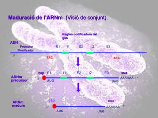 Región codificadora del gen Promotor   E1  I1  E2  I2  E3  Finalitzador ADN ARNm precursor ARNm maduro AAAAAA AAAAAA AUG UAG AUG UAG ATC TAC cap cap  E1  I1  E2  I2  E3 cua cua Maduració de l’ARNm  (Visió de conjunt). 
