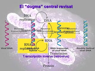 El “dogma” central revisat  Transcripción inversa (retrovirus) 