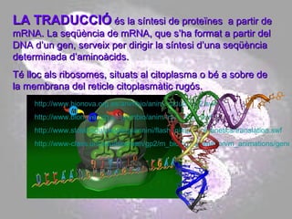 LA TRADUCCIÓ  és la síntesi de proteïnes  a partir de mRNA. La seqüència de mRNA, que s’ha format a partir del DNA d’un gen, serveix per dirigir la síntesi d’una seqüència determinada d’aminoàcids.  Té lloc als ribosomes, situats al citoplasma o bé a sobre de la membrana del reticle citoplasmàtic rugós.  http://www.bionova.org.es/animbio/anim/traduccion2.swf http://www.bionova.org.es/animbio/anim/traduccion.swf http://www.stolaf.edu/people/giannini/flashanimat/molgenetics/translation.swf http://www-class.unl.edu/biochem/gp2/m_biology/animation/m_animations/gene3.swf 