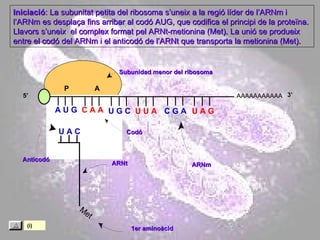 Met 1er aminoàcid ARNt Anticodó Codó ARNm Subunidad menor del ribosoma AAAAAAAAAAA P  A A U G   C A A U A C Iniciació : La subunitat petita del ribosoma s’uneix a la regió líder de l’ARNm i l’ARNm es desplaça fins arribar al codó AUG, que codifica el principi de la proteïna. Llavors s’uneix  el complex format pel ARNt-metionina (Met). La unió se produeix entre el codó del ARNm i el anticodó de l’ARNt que transporta la metionina (Met).  5’ 3’ U G C U U A C G A U A G (i) 