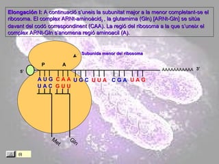 Met Subunida menor del ribosoma AAAAAAAAAAA P  A A U G   C A A U A C Elongación I:  A continuació s’uneis la subunitat major a la menor completant-se el ribosoma. El complex ARNt-aminoàcid 2  , la glutamima (Gln) [ARNt-Gln] se sitúa davant del codó correspondinent (CAA). La regió del ribosoma a la que s’uneix el complex ARNt-Gln s’anomena regió aminoacil (A). 5’ 3’ U G C U U A C G A U A G (i) Gln G U U 