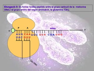 ARNm AAAAAAAAAAA P  A A U G   C A A U A C Elongació II:  Es forma l’enllaç peptídic entre el grupo carboxil de la  metionina (Met) i el grupo amino del segon aminoácid, la glutamina (Gln).  5’ Gln-Met G U U U G C U U A C G A U A G 3’ 