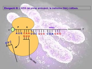 AAAAAAAAAAA P  A A U G   C A A Elongació III:  L’ARNt del primer aminoàcid, la metionina (Met) s’allibera. 5’ U A C Gln-Met G U U U G C U U A C G A U A G ARNm 3’ 