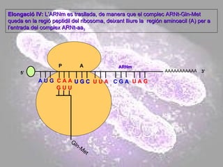 AAAAAAAAAAA P  A A U G   C A A Elongació IV:  L’ARNm es trasllada, de manera que el complec ARNt-Gln-Met queda en la regió peptidil del ribosoma, deixant lliure la  región aminoacil (A) per a l’entrada del complex ARNt-aa 3  5’ 3’ Gln-Met G U U U G C U G C U U A C G A U A G ARNm 