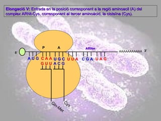 AAAAAAAAAAA P  A A U G   C A A Elongació V:  Entrada en la posició corresponent a la regió aminoacil (A) del complex ARNt-Cys, corresponent al tercer aminoàcid, la cisteïna (Cys). 5’ Gln-Met G U U U G C U G C U U A C G A U A G ARNm 3’ A C G Cys 