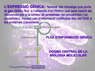 L’EXPRESSIÓ GÈNICA :   “lectura” del missatge que porta  el gen  ( DNA ) fins  a l’obtenció d’un RNAm que serà traduït als ribosomes per a la síntesi de  proteïnes  (en procariotes i en eucariotes). Aquest pas d’informació codificada des del DNA a les proteïnes s’anomena DOGMA CENTRAL DE LA BIOLOGIA MOLECULAR FLUX D’INFORMACIÓ GÈNICA 
