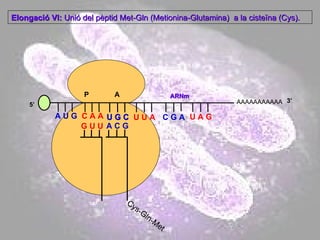 AAAAAAAAAAA P  A A U G   C A A Elongació VI:  Unió del pèptid Met-Gln (Metionina-Glutamina)  a la cisteïna (Cys). 5’ G U U U G C U G C U U A C G A U A G ARNm 3’ A C G Cys-Gln-Met 