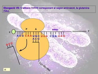 AAAAAAAAAAA P  A A U G   C A A Elongació VII:  S’allibera l’ARNt corresponent al segon aminoàcid, la glutamina (Glu). 5’ U G C U G C U U A C G A U A G ARNm 3’ A C G Cys-Gln-Met (i) G U U 