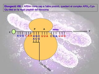 AAAAAAAAAAA P  A A U G   C A A Elongació VIII:  L’ARNm corre cap a l’altre posició, quedant el complex ARN t3 -Cys-Glu-Met en la regió peptidil del ribosoma. 5’ U G C U G C U U A C G A U A G ARNm 3’ A C G Cys-Gln-Met 