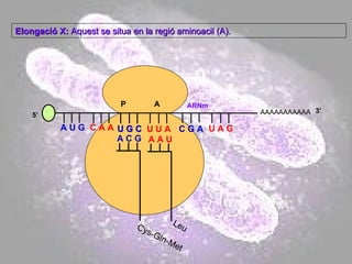 AAAAAAAAAAA P  A A U G   C A A Elongació X:  Aquest se situa en la regió aminoacil (A). 5’ U G C U G C U U A C G A U A G ARNm 3’ A C G Cys-Gln-Met A A U Leu 