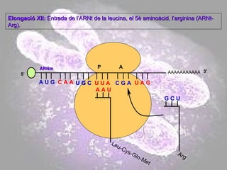 AAAAAAAAAAA P  A A U G   C A A Elongació XII:  Entrada de l’ARNt de la leucina, el 5è aminoàcid, l’arginina (ARNt-Arg). 5’ U G C U G C U U A C G A U A G ARNm 3’ A A U Leu-Cys-Gln-Met G C U Arg 