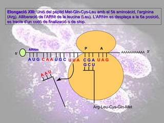 AAAAAAAAAAA P  A A U G   C A A Elongació XIII:   Unió del pèptid Met-Gln-Cys-Leu amb el 5è aminoàcid, l’arginina (Arg). Alliberació de l’ARNt de la leucina (Leu). L’ARNm es desplaça a la 6a posició, es tracta d’un codó de finalizació o de stop. 5’ U G C U U A C G A U A G ARNm 3’ Arg-Leu-Cys-Gln-Met G C U A A U 