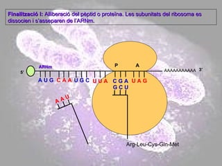 AAAAAAAAAAA P  A A U G   C A A 5’ U G C U U A C G A U A G ARNm 3’ Arg-Leu-Cys-Gln-Met Finalització I:  Alliberació del pèptid o proteïna. Les subunitats del ribosoma es dissocien i s’asseparen de l’ARNm. A A U G C U 
