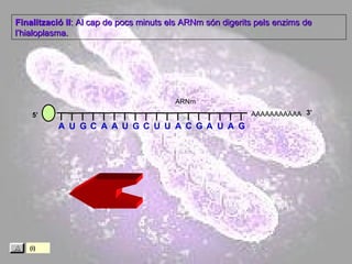 AAAAAAAAAAA Finalització II : Al cap de pocs minuts els ARNm són digerits pels enzims de l’hialoplasma. 5’ ARNm 3’ (i) A U G C A A U G C U U A C G A U A G 