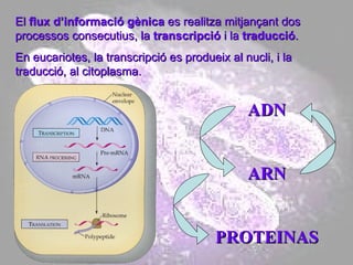ADN ARN PROTEINAS El  flux d’informació gènica  es realitza mitjançant dos processos consecutius, la  transcripció  i la  traducció . En eucariotes, la transcripció es produeix al nucli, i la traducció, al citoplasma. 