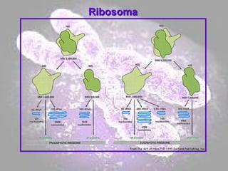 Ribosoma 
