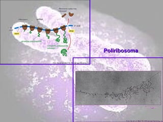 Poliribosoma 