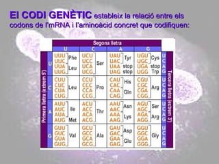 El CODI GENÈTIC  estableix la relació entre els codons de l’mRNA i l’aminoàcid concret que codifiquen: 
