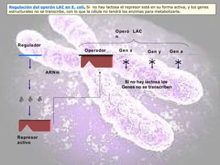 Regulador Operón  LAC Operador Gen x Gen a Gen y  ARNm Represor activo Si no hay lactosa los  Genes no se transcriben Regulación del operón LAC en E. coli .  Si  no hay lactosa el represor está en su forma activa, y los genes estructurales no se transcribe, con lo que la célula no tendrá los enzimas para metabolizarla . 