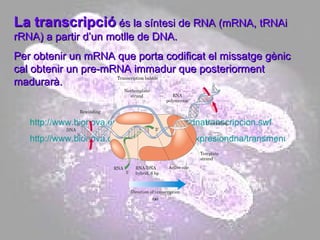 La   transcripció  és la síntesi de RNA (mRNA, tRNAi rRNA) a partir d’un motlle de DNA. Per obtenir un mRNA que porta codificat el missatge gènic cal obtenir un pre-mRNA immadur que posteriorment madurarà. http://www.bionova.org.es/animbio/anim/dnatranscripcion.swf http://www.bionova.org.es/animbio/anim/expresiondna/transmenu_s.swf 