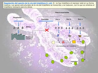Regulador Operón  reprimible Operador Gen a  Gen c  Gen b  ARNm Represor inactivo triptófano Vía metabólica del triptófano enzimas Regulación del operón de la vía del triptófano E. coli.  Si  no hay triptófano el represor está en su forma inactiva. Los genes estructurales de la vía del triptófano se transcribe y se traducen, con lo que se sintetiza el triptófano necesario para la célula. 