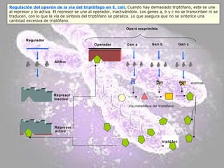Regulador Operón  reprimible Operador Gen a  Gen c  Gen b  ARNm Represor inactivo triptófano Vía metabólica del triptófano enzimas Regulación del operón de la vía del triptófago en E. coli.  Cuando hay demasiado triptófano, este se une al represor y lo activa. El represor se une al operador, inactivándolo. Los genes a, b y c no se transcriben ni se traducen, con lo que la vía de síntesis del triptófano se paraliza. Lo que asegura que no se sintetice una cantidad excesiva de triptófano. Represor activo 
