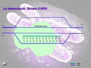 ARNpolimerasa 3’ 3’ 5’ 5’ La transcripció: Síntesi d’ARN. ARN ADN T  A  C  A  C  G  C  C  G  A  C  G U C G U G G G C U G C A 