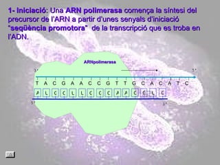 T  A  C  G  A  A  C  C  G  T  T  G  C  A  C  A  T  C  1- Iniciació : Una  ARN polimerasa  comença la síntesi del precursor de l’ARN a partir d’unes senyals d’iniciació “ seqüència promotora "  de la transcripció que es troba en l’ADN. ARNpolimerasa A U G C U U G G C A A C G U G 