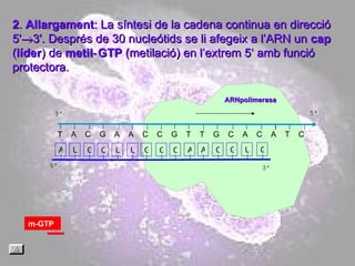 T  A  C  G  A  A  C  C  G  T  T  G  C  A  C  A  T  C  2 .  Allargament : La síntesi de la cadena continua en direcció 5'  3'. Després de 30 nucleótids se li afegeix a l’ARN un  cap  ( líder ) de  metil‑GTP  (metilació) en l’extrem 5‘ amb funció protectora. ARNpolimerasa A U G C U U G G C A A C G U G m-GTP 