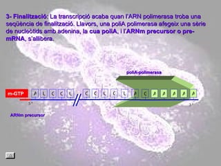 3- Finalització : La transcripció acaba quan l’ARN polimerasa troba una seqüència de finalització. Llavors, una poliA polimerasa afegeix una sèrie de nucleòtids amb adenina, la  cua poliA , i l’ ARNm precursor o pre-mRNA , s’allibera. poliA-polimerasa ARNm precursor A U G C U C G U G m-GTP U A G A A A A A 