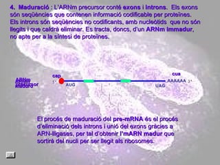 AAAAAA AUG UAG cua 4.  Maduració  : L’ARNm precursor conté  exons  i  introns .  Els exons són seqüències que contenen informació codificable per proteïnes. Els introns són seqüències no codificants, amb nucleòtids  que no són llegits i que caldrà eliminar. Es tracta, doncs, d’un  ARNm immadur , no apte per a la síntesi de proteïnes.  cap El   procés de maduració del  pre-mRNA  és el procés d’eliminació dels introns i unió del exons gràcies a ARN‑lligases, per tal d’obtenir  l’mARN madur  que sortirà del nucli per ser llegit als ribosomes.  ARNm precursor ARNm maduro 