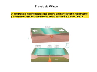 El ciclo de Wilson
2º Progresa la fragmentación que origina un mar estrecho inicialmente
y ﬁnalmente un nuevo océano con su dorsal oceánica en el centro.
 