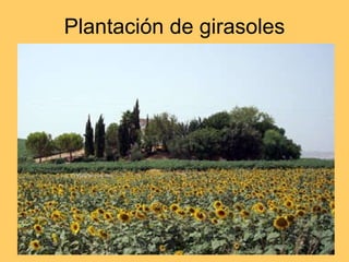 Plantación de girasoles 